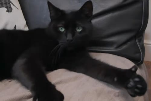 cat-thumbup-summary.png