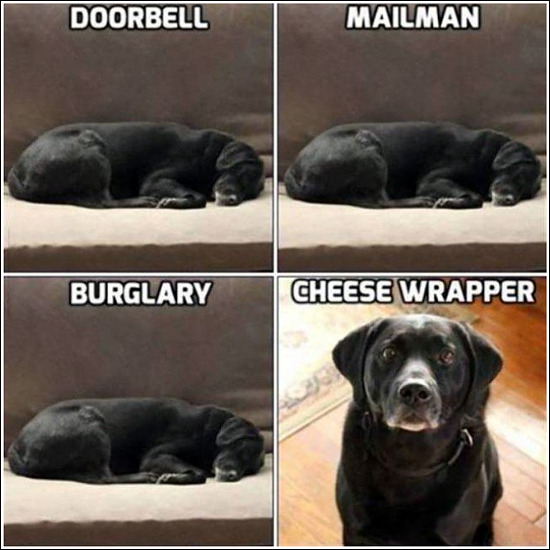 dogs-attention-priorities.jpg