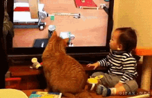 funny-animals-cats.gif
