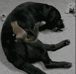 best-buds