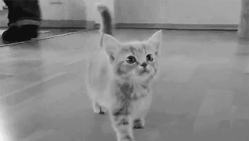 aKGV5GD.gif