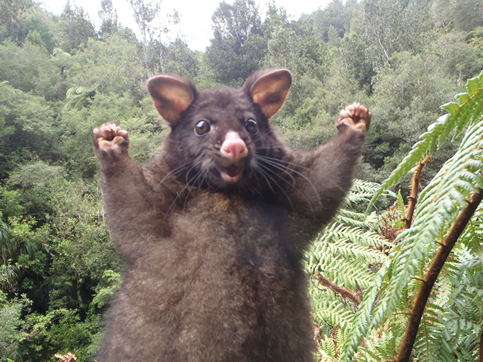 optimistic-opossum-new-zealand-33.png