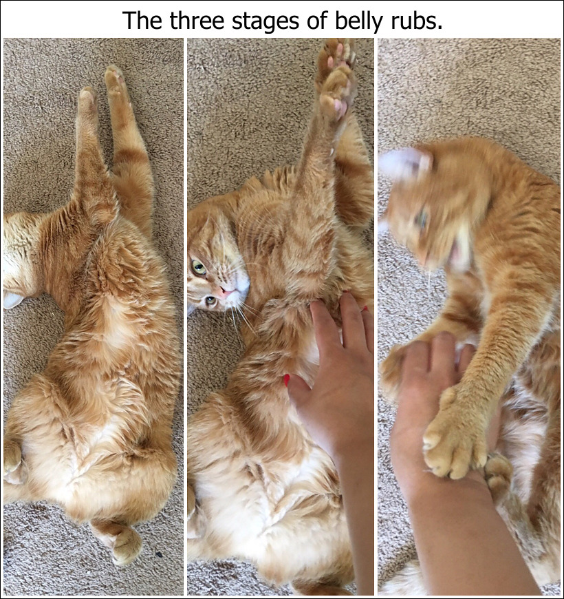 belly-rubs-stages.jpg