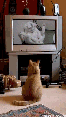 f07d04627eff4cd6f3b250e2fd354c94.gif