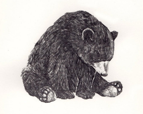 art-bear-black-and-white-cute-drawing-Favim.com-110026.jpg