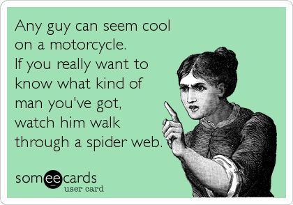 b6728e0d8705e23c7585252197599b64--spider-webs-the-spider.jpg