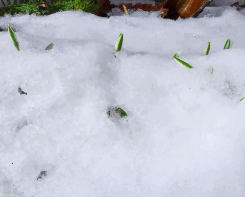 spring.gif
