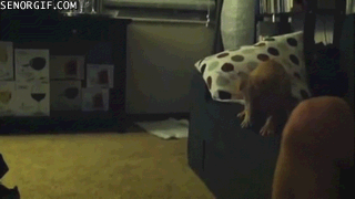 dogs-epic-jump