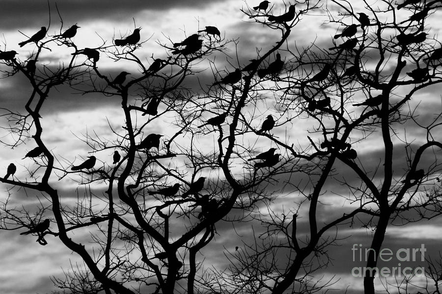 spooky-tree-wendy-ohlman.jpg