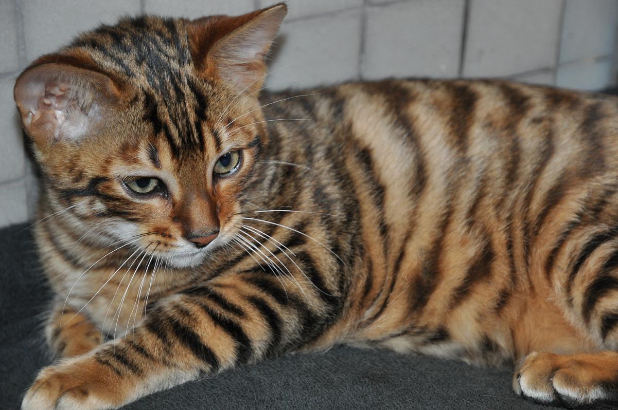 toyger-kitten-photo.jpg