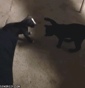 puppy-has-a-delayed-reaction