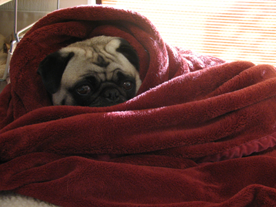 chilly_henry.png