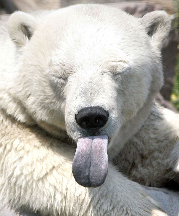 funny-bears-doing-human-things-18.jpg