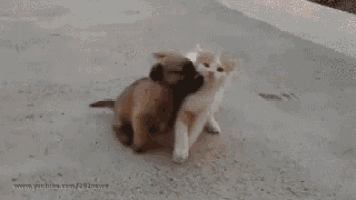 funny-cat.gif