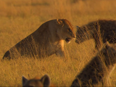 last-lions-trailer_480x360.jpg