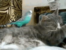 bird-bother.gif