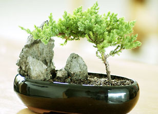 housewarming-bonsai-tree.jpg
