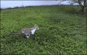 colliding-kittens