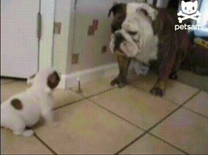 7ebfd78429d2a5492b9066df84c1e7c6.gif