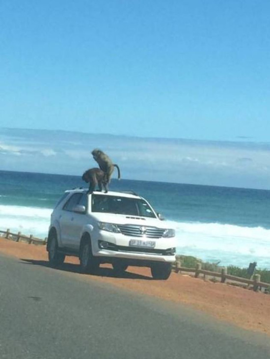cartop-monkey-love.jpg