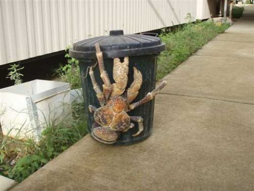 Coconut-crab2.jpg