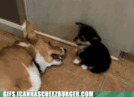 animal-gifs-poot