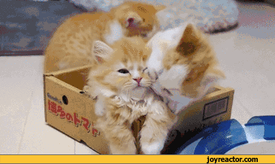 gif-kitten-animals-box-941027.gif