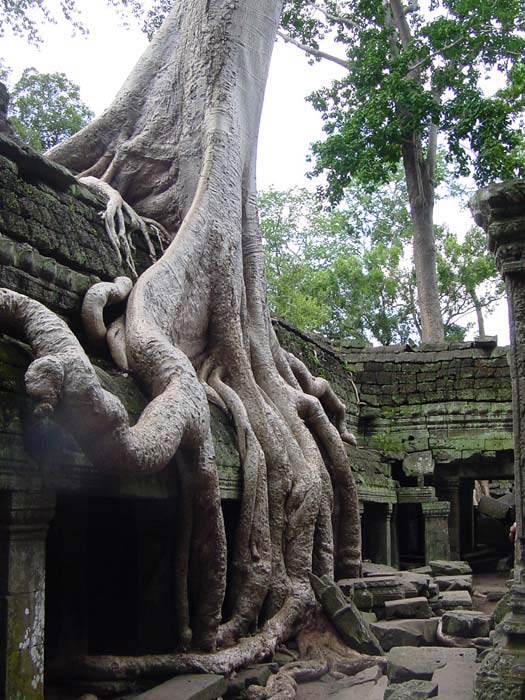 Ta-Prohm-temple-tree_2.jpg