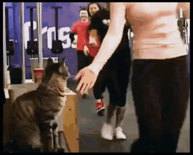 cat-high.gif