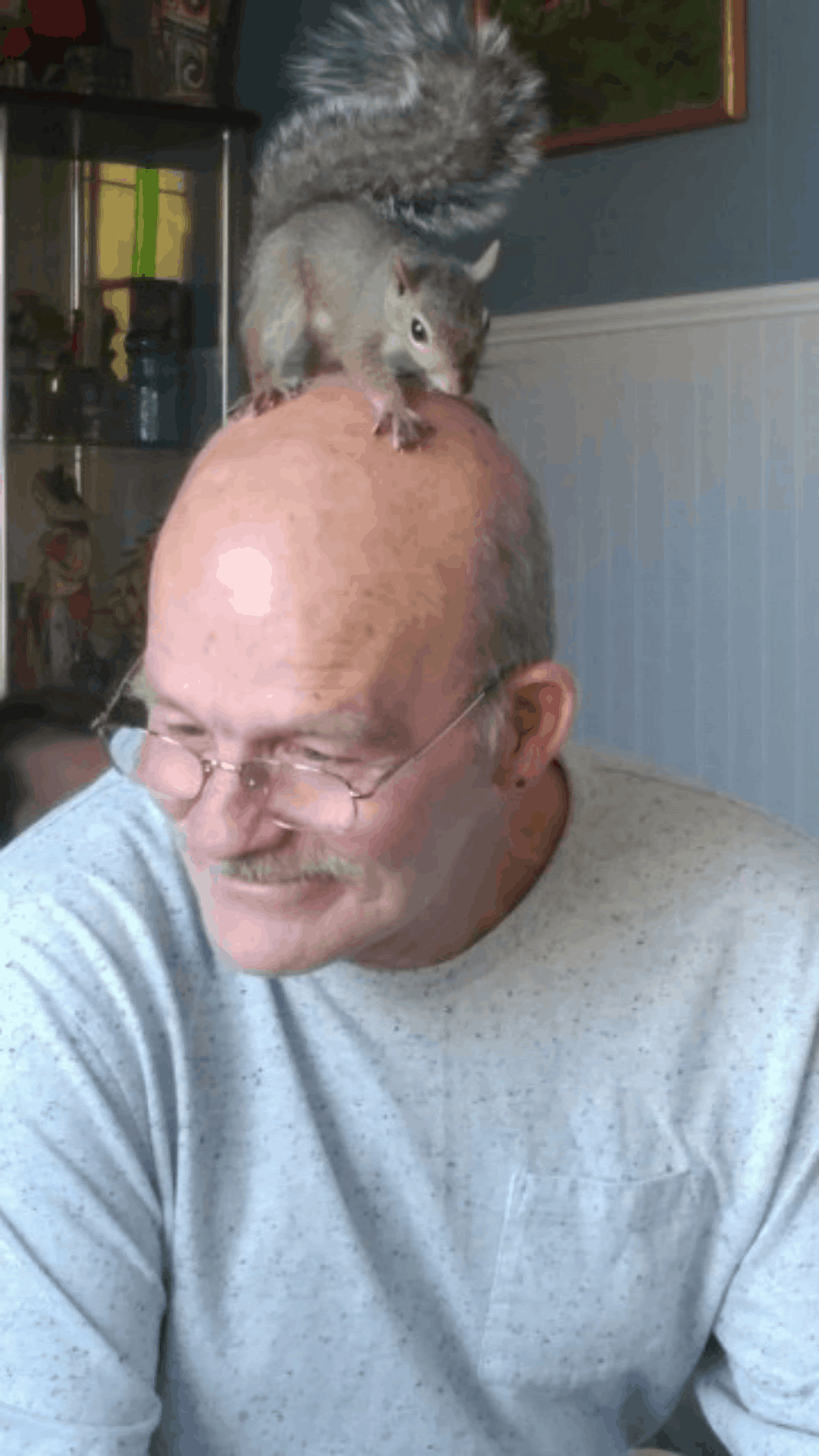 dancing-squirrel-gif.gif