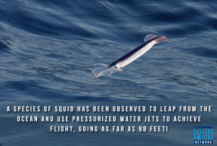 squid-facts.png