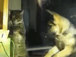 pet-the-cat-pet-the-cat