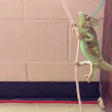 swinging-chameleon