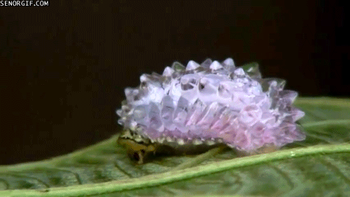 gorgeous-caterpillar
