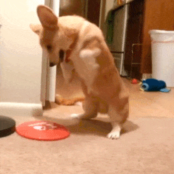 dog-stomping-frisbee.gif