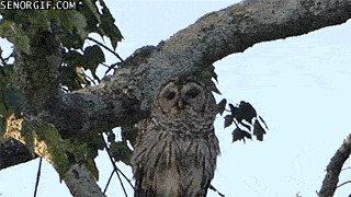 funny-animated-gifs-i-dont-give-a-hoot