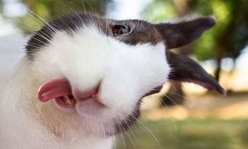 funny-derp-animals-13.jpg