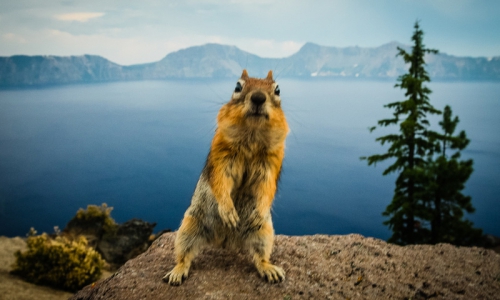 8913_1UrET_Crater_Lake_Animals_md.jpg