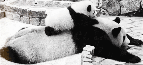 animal-moms-panda