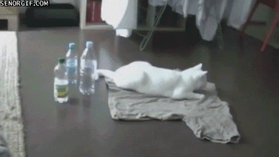 VurmD1S.gif