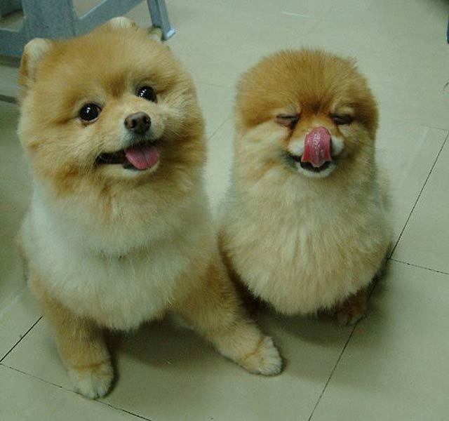 dugs.jpg