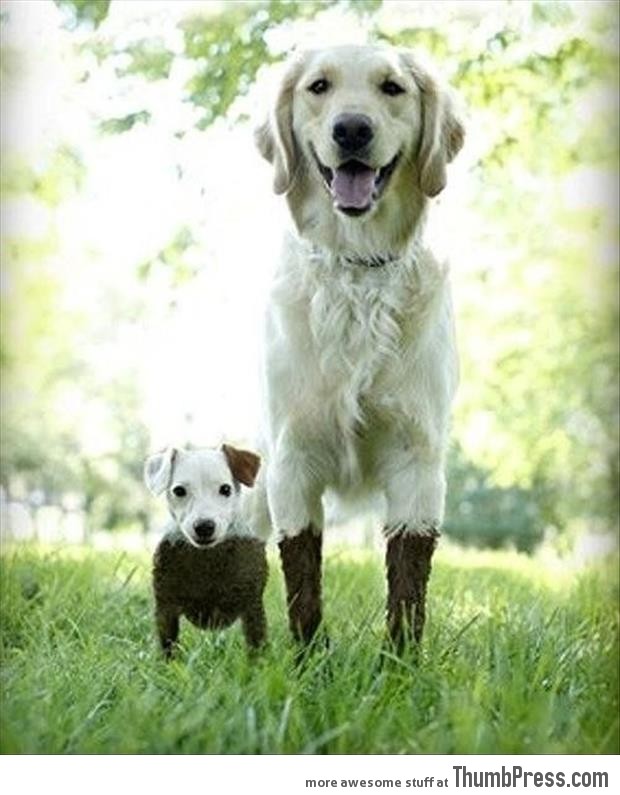 Funny-Animal-Pictures-35.jpg