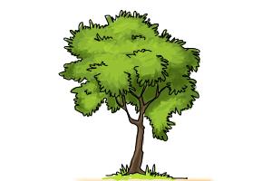 how-to-draw-a-simple-tree-1.jpg