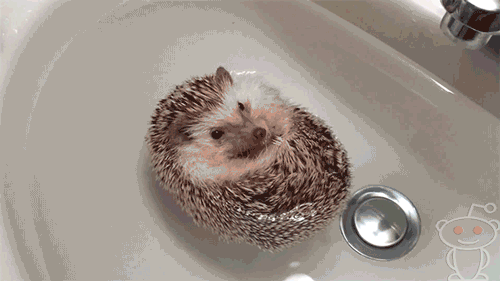2aGz.gif