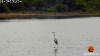 heron-goes-surfing-on-a-hippo