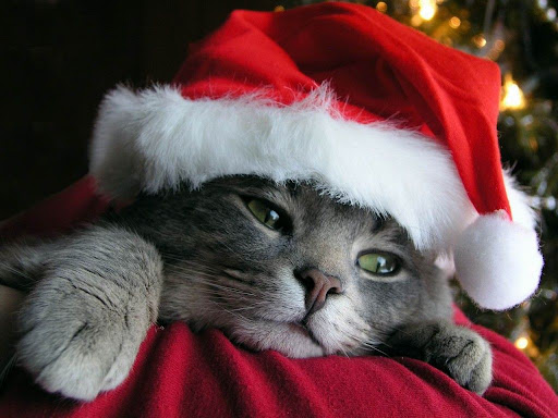 christmas_cat-1024x768.jpg