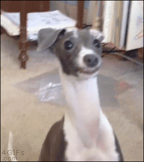 3704390b08efb2445d1987f40acc270b.gif