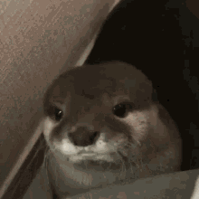 matelol123.gif