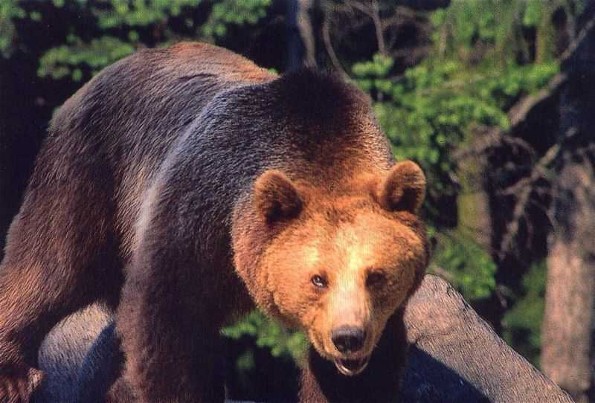pic%5CB%5CR%5CBrown%20bear%20in%20the%20Carpathians.jpg