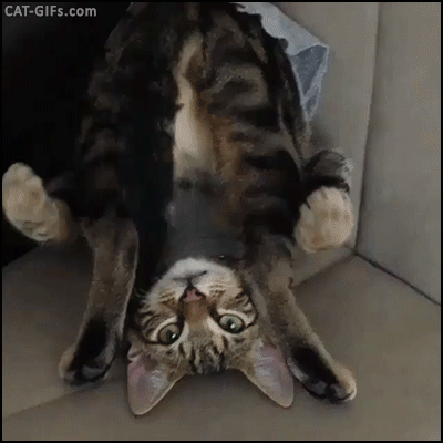 052ebdcb9103df72461c1c63da019cee.gif